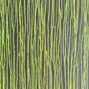 Regeneration - After the Fires